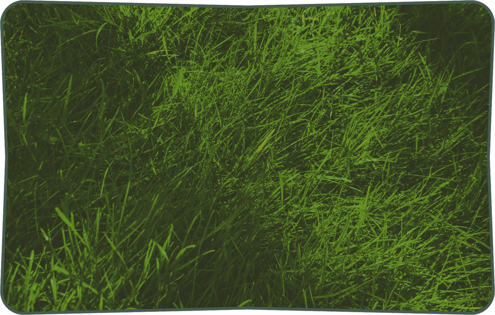 grass
