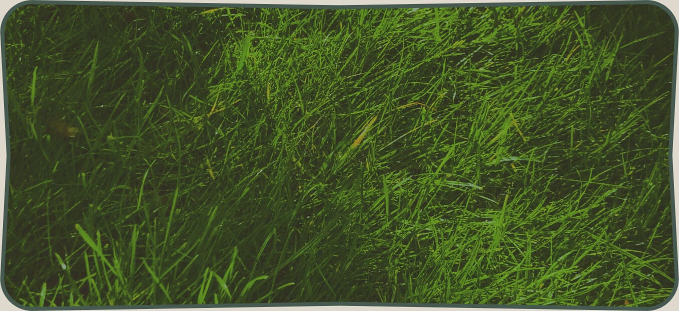 grass