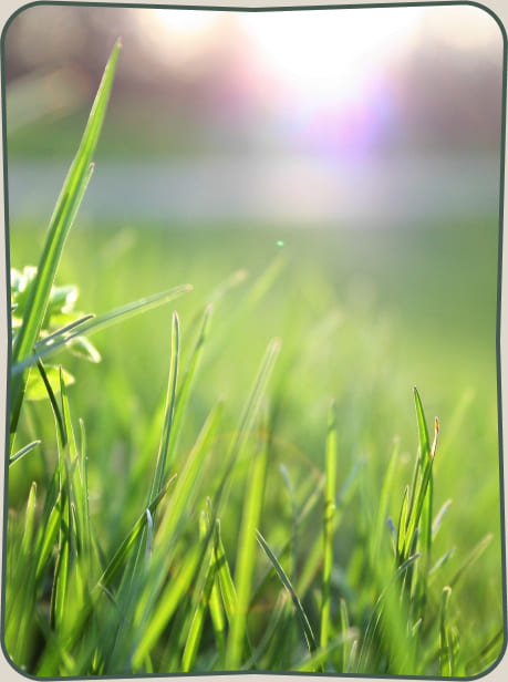 Grass care